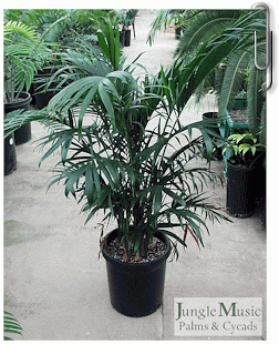 Chamaedorea Seifrizii